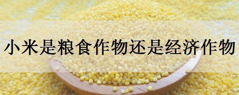 小米是粮食作物还是经济作物