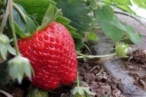 盆栽草莓怎么浇水 盆栽草莓怎么浇水最好