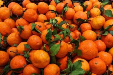 丑橘几月份最好吃 丑橘是几月份的水果