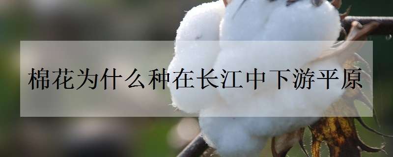 棉花为什么种在长江中下游平原 种植棉花为什么会水土流失
