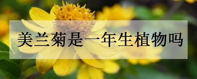 美兰菊是一年生植物吗