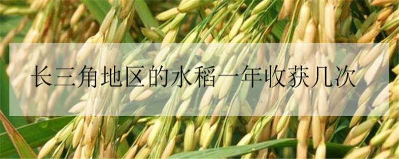 长三角地区的水稻一年收获几次