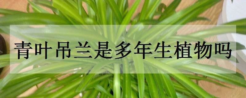 青叶吊兰是多年生植物吗