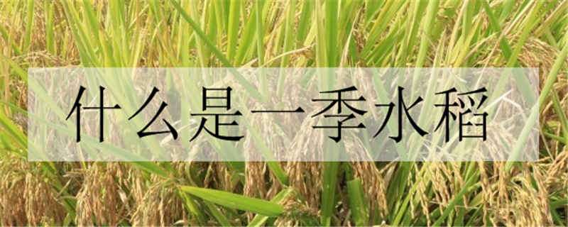 什么是一季水稻（水稻一年几季和什么有关）