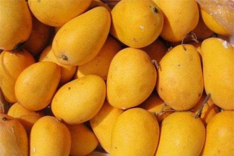 芒果什么时候吃应季 哪个品种最好吃