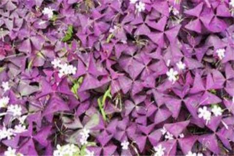 紫叶酢浆草怎么养才能爆盆