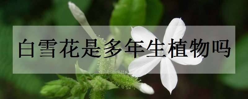 白雪花是多年生植物吗（白雪花是什么植物）