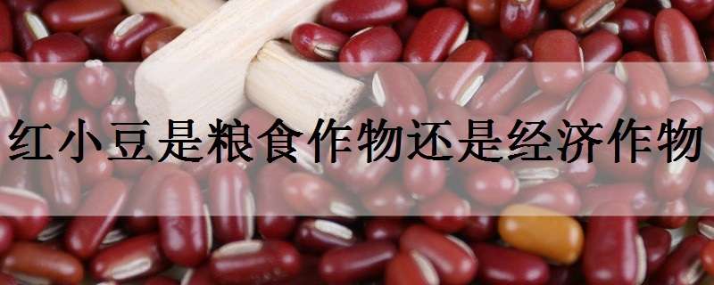红小豆是粮食作物还是经济作物（红小豆属于什么作物）