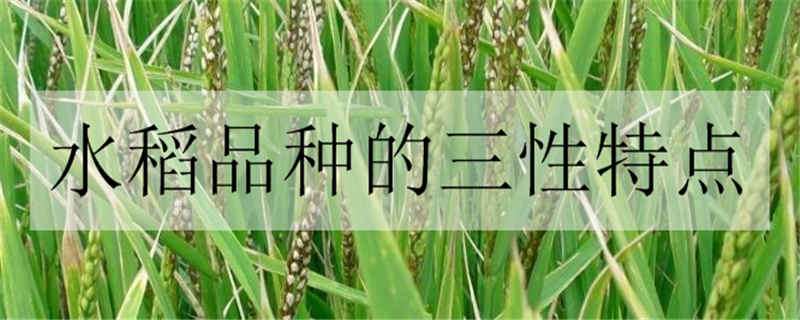 水稻品种的三性特点