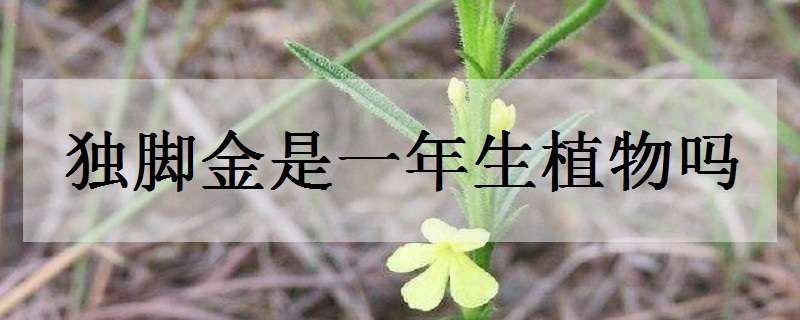 独脚金是一年生植物吗（独脚金的生长环境是什么样的）