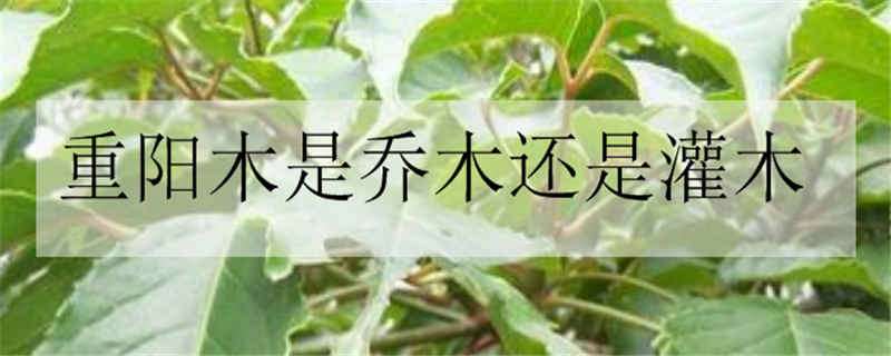 重阳木是乔木还是灌木