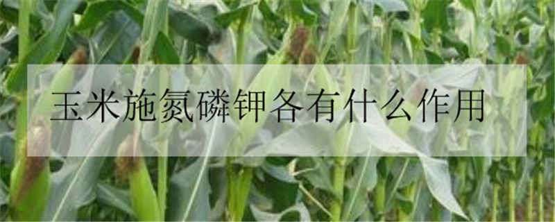 玉米施氮磷钾各有什么作用 玉米施氮磷钾各有什么作用和功效