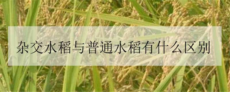 杂交水稻与普通水稻有什么区别