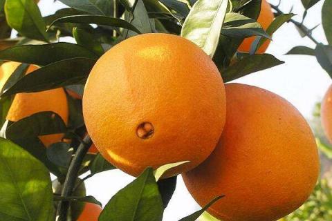 脐橙怎么保存得更久 脐橙怎么保鲜储存