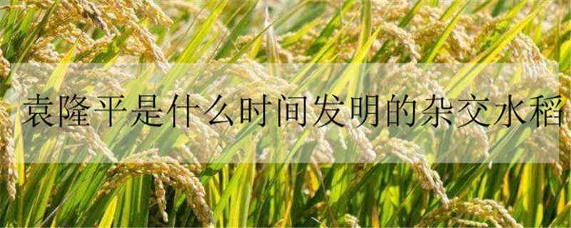 袁隆平是什么时间发明的杂交水稻（袁隆平是什么时候发明出水稻的）
