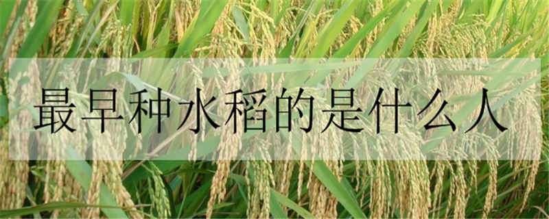 最早种水稻的是什么人