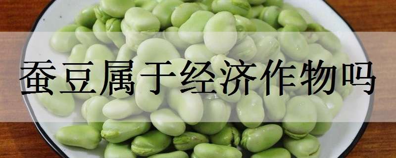 蚕豆属于经济作物吗 蚕豆属于经济作物吗为什么