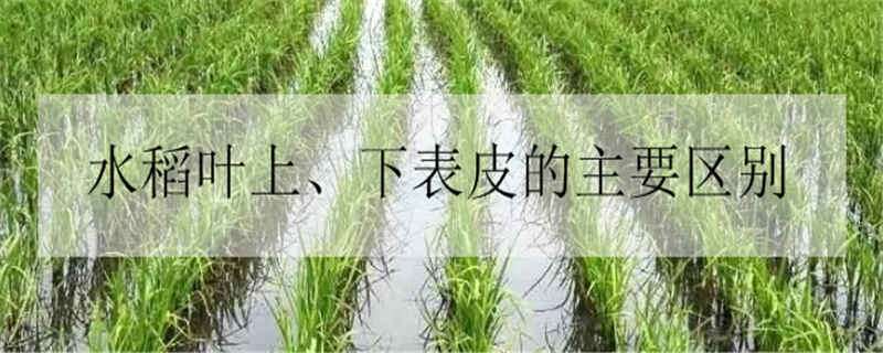 水稻叶上、下表皮的主要区别 水稻叶的下表皮具有