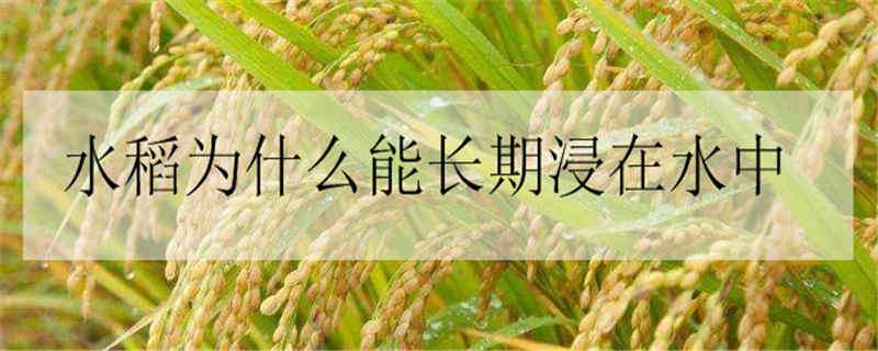 水稻为什么能长期浸在水中 水稻一直泡在水里吗