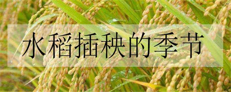 水稻插秧的季节