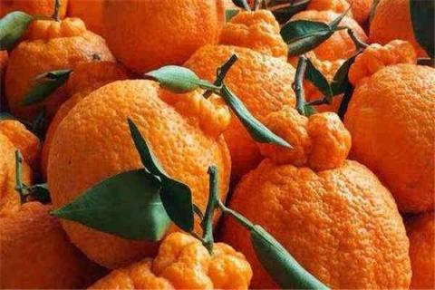 丑橘几月份最好吃 5月份什么水果是正季