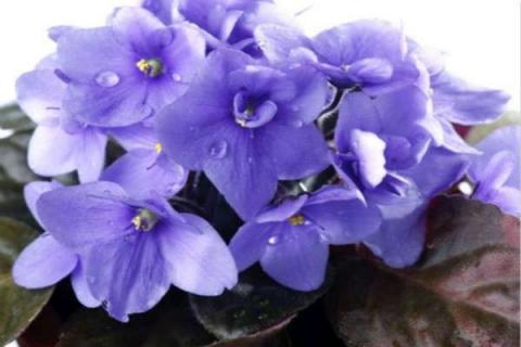 紫罗兰什么时候开花 紫罗兰什么时候开花样孑颜色