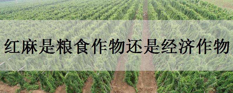 红麻是粮食作物还是经济作物