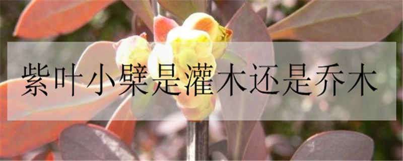 紫叶小檗是灌木还是乔木 红叶小檗属于乔木还是灌木