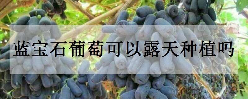 蓝宝石葡萄可以露天种植吗 蓝宝石葡萄可以露天种植吗北方