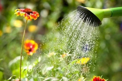 能不能直接用井水浇花 能不能直接用井水浇花养花