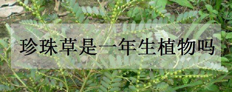 珍珠草是一年生植物吗 珍珠草是一年生植物吗图片