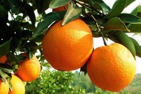 橙子是碱性水果还是酸性水果（橙子属于酸性水果吗）