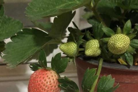 如何判断草莓要浇水 多长时间浇一次水合适