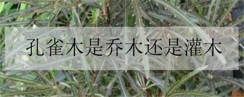 孔雀木是乔木还是灌木（孔雀木属于什么科）