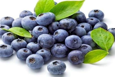 蓝莓移栽多久算活了 蓝莓树最喜欢的肥料是