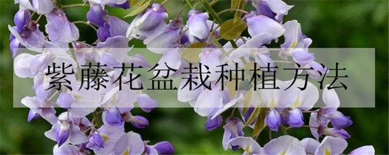 紫藤花盆栽种植方法 紫藤花盆栽种植方法图片