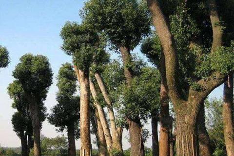 新移栽的树多久生根