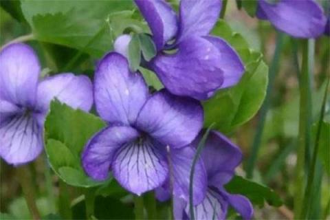 紫罗兰几点开花 紫罗兰几点开花特点是什么
