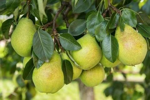吃完梨的种子能种吗 吃完梨的种子能种吗视频