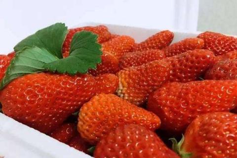草莓是酸性水果吗 草莓是酸性水果吗为什么