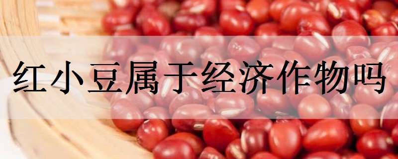 红小豆属于经济作物吗 红小豆属于经济作物吗