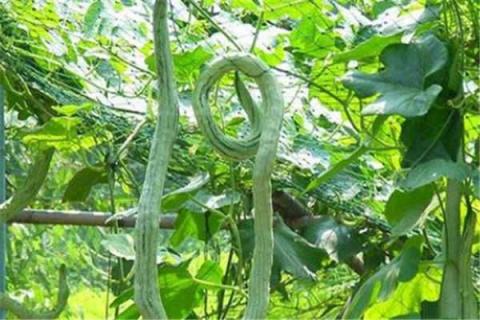 蛇瓜豆种植最佳时间和方法及注意事项