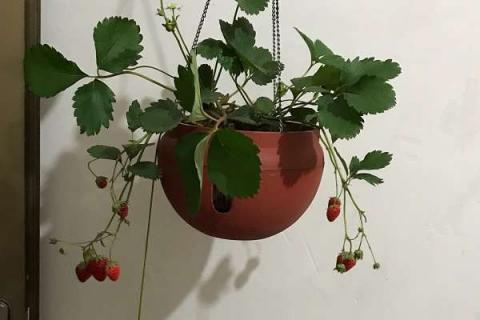 家庭盆栽草莓的种植技巧有哪些 家庭盆栽草莓的种植技巧有哪些视频