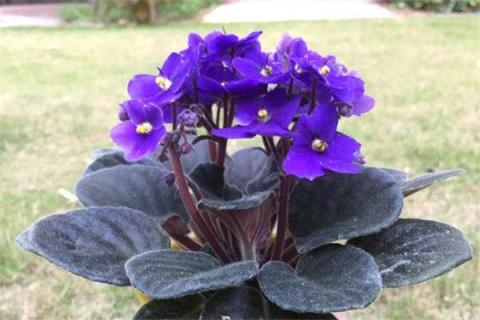 紫罗兰几点开花