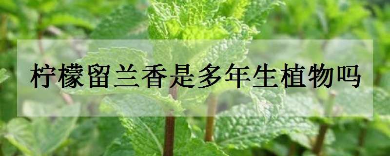 柠檬留兰香是多年生植物吗 柠檬留兰香是多年生植物吗图片