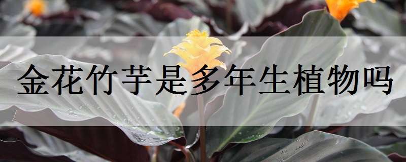 金花竹芋是多年生植物吗