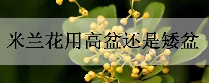 米兰花用高盆还是矮盆