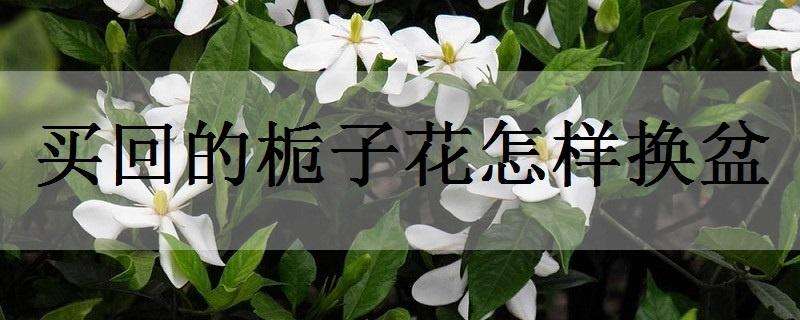 买回的栀子花怎样换盆 买回的栀子花怎样换盆换土