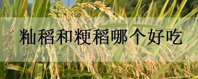 籼稻和粳稻哪个好吃 粳稻和籼稻哪个品质好
