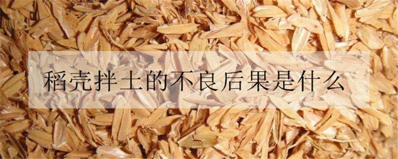 稻壳拌土的不良后果是什么